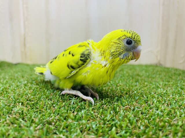 セキセイインコ