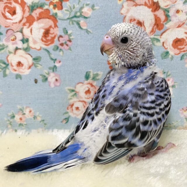 セキセイインコ バイオレットオパーリン 💜💐｡・:＋°