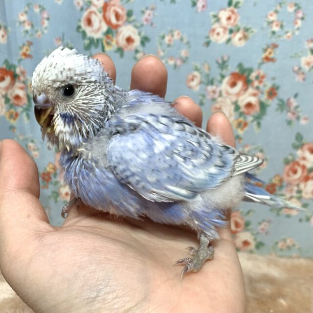ジャンボセキセイインコ