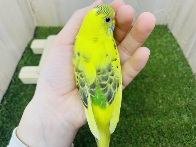 セキセイインコ