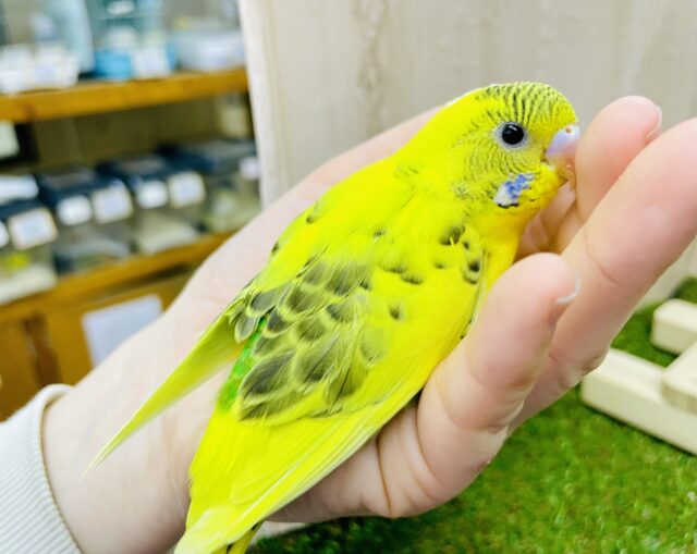 最新画像になりますよ🌼菜の花パレット🌼咲いてたいの🌼　セキセイインコ　ハルクイン