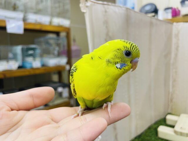 セキセイインコ