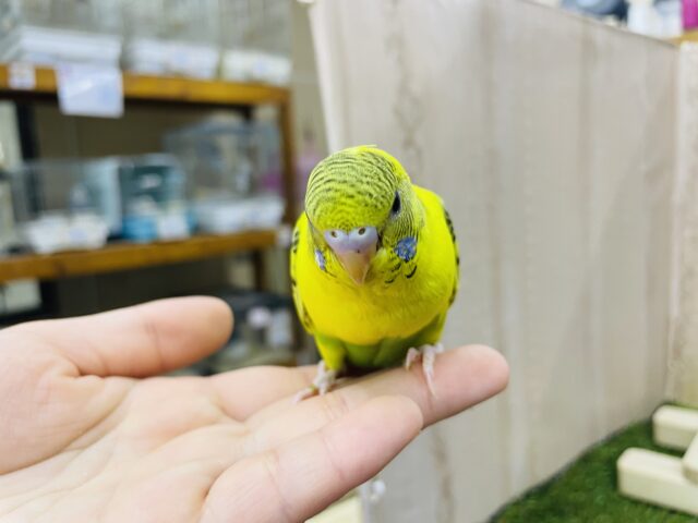 セキセイインコ