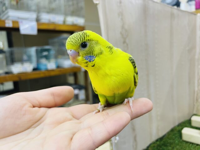 セキセイインコ