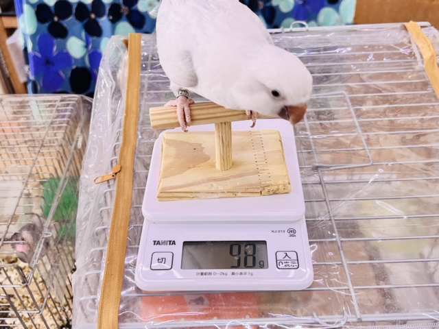 オキナインコ