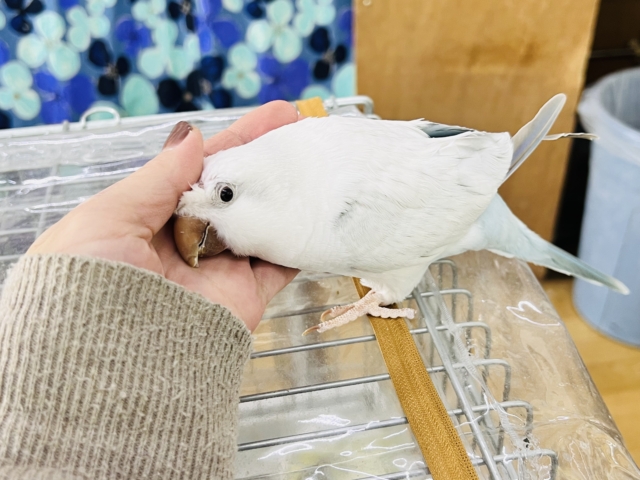 オキナインコ