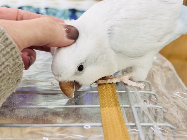 オキナインコ
