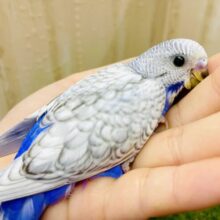 🩵☁️伝統あるブルーインコ部の作成☁️🩵　セキセイインコ　スパングル