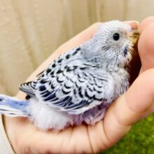 🩵☁️栄光あるブルーインコ部の目論見☁️🩵　セキセイインコ　オパーリン