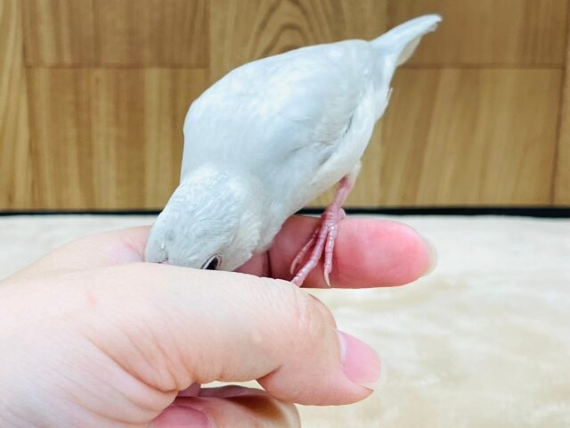 シルバー文鳥