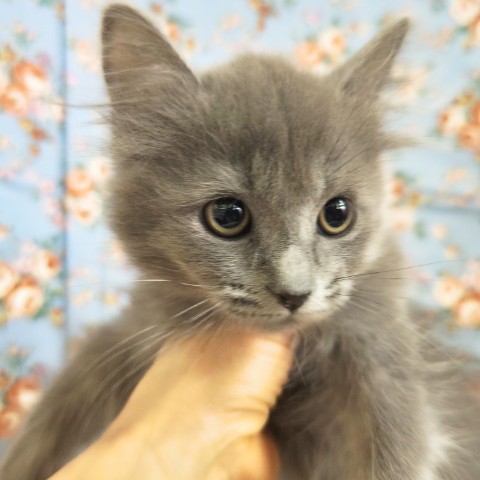 最新画像!ミヌエット(ブルー)男の子♫低姿勢なんです(・・;) ミヌエット