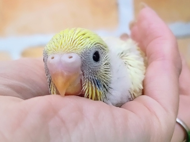 キレイな色💛セキセイインコのヒナ(パステルレインボーパイド)入荷しま