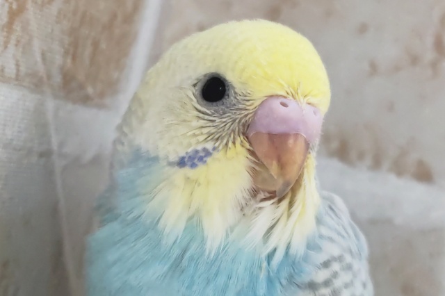 やっぱり鮮やかパステル～🌈 セキセイインコ(パステルレインボースパングル)