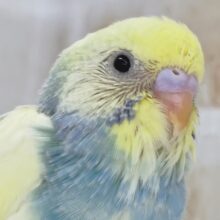 色合い少し濃いめの～🌈 セキセイインコ(パステルレインボーパイド)