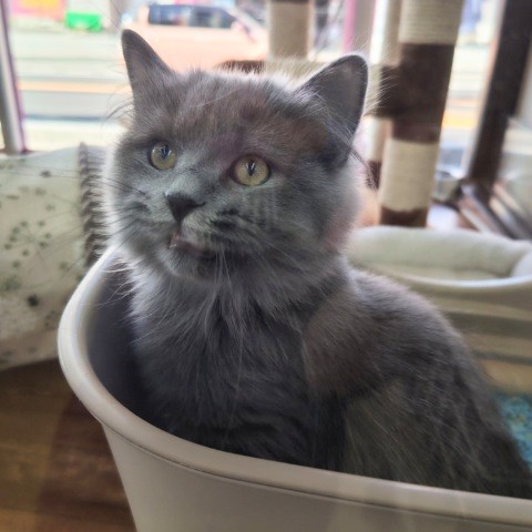 最新画像!ミヌエット(ブルー)男の子♫低姿勢なんです(・・;) ミヌエット