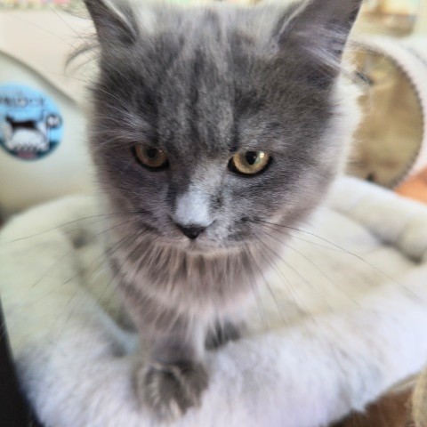 最新画像!ミヌエット(ブルー)男の子♫低姿勢なんです(・・;) ミヌエット