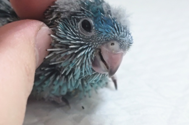 サザナミインコ