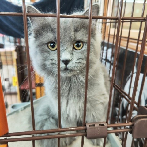 最新画像!ミヌエット(ブルー)男の子♫低姿勢なんです(・・;) ミヌエット