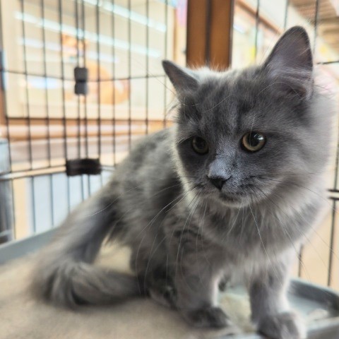 最新画像!ミヌエット(ブルー)男の子♫低姿勢なんです(・・;) ミヌエット