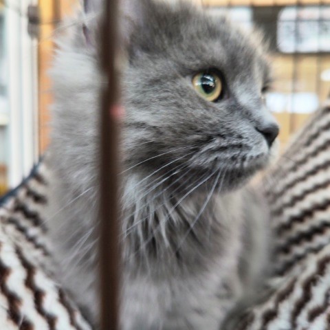 最新画像!ミヌエット(ブルー)男の子♫低姿勢なんです(・・;) ミヌエット