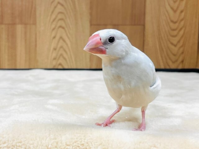 シルバー文鳥