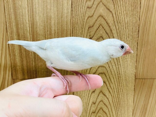 シルバー文鳥