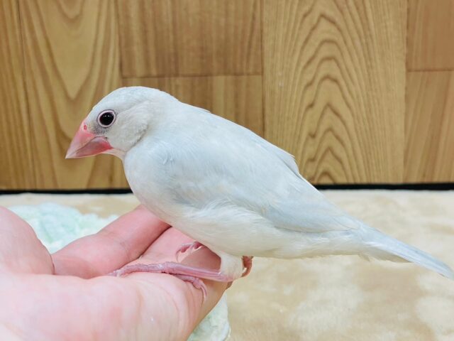 シルバー文鳥