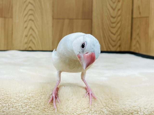 シルバー文鳥