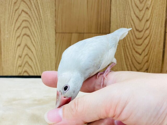 シルバー文鳥