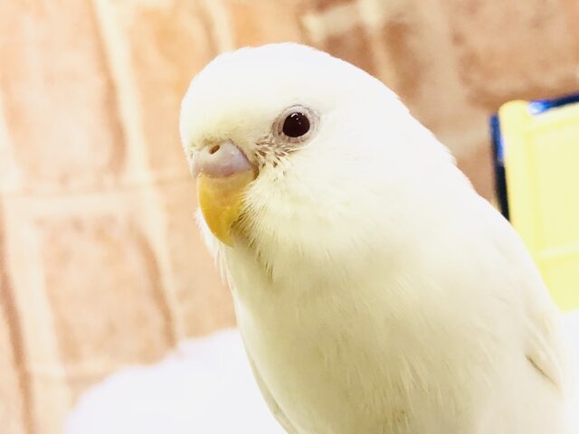 【最新画像更新☆☆】真っ赤に輝く瞳にまっ白ボディ　セキセイインコ