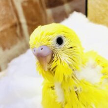 ぱっと明るく！！きらめくレモンカラー　セキセイインコ