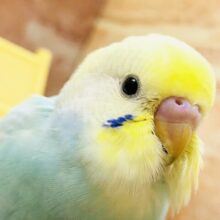 ぱっと優しいカラーが登場！！　セキセイインコ
