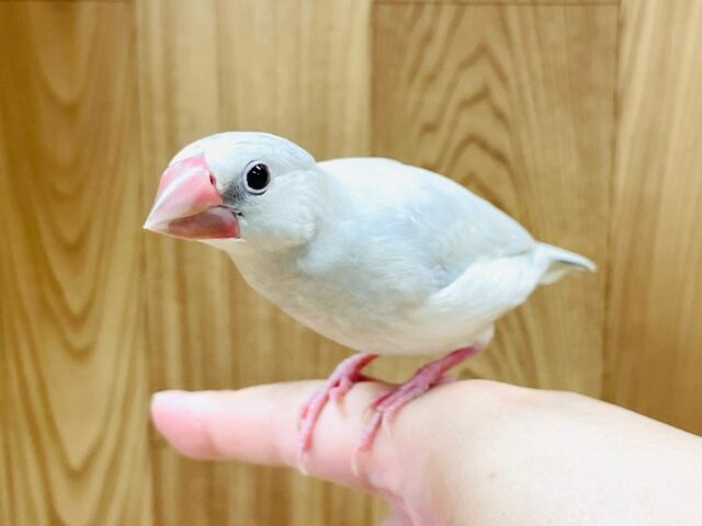 【最新画像更新🪄1人餌になりました！】キラキラ光る✨高級感♡シルバー文鳥 ヒナ