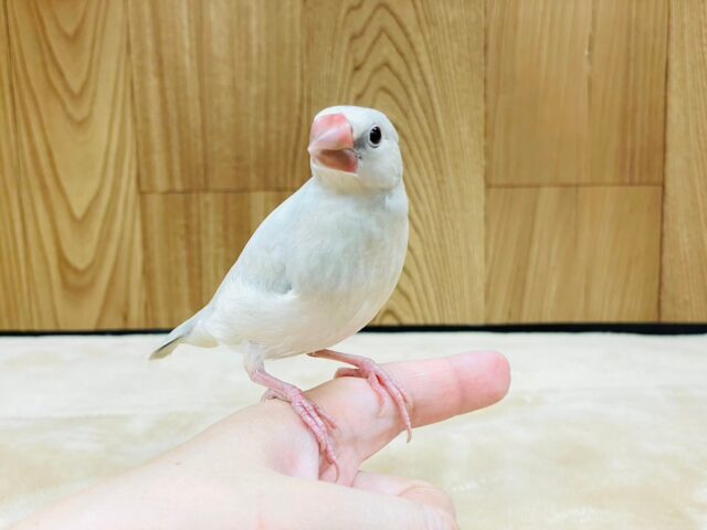 シルバー文鳥