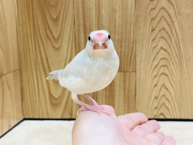 シルバー文鳥