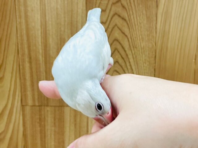 シルバー文鳥