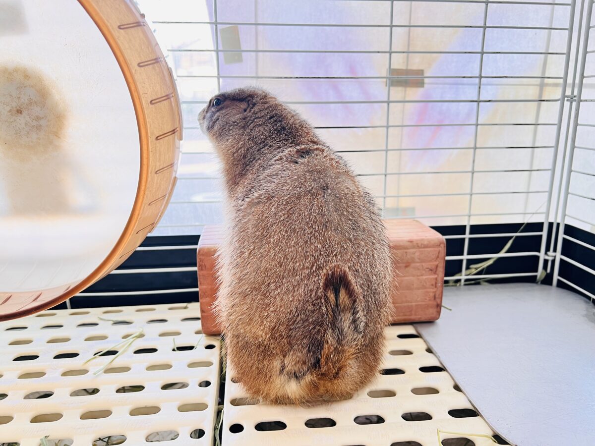 プレーリードッグ