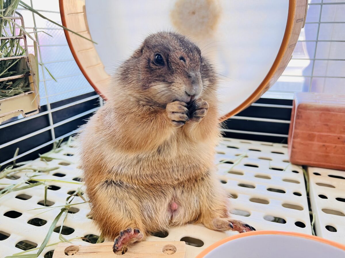 最新画像☆激レア❤天邪鬼なプレーリードッグ♡ 最新画像☆激レア❤天邪鬼なプレーリードッグ♡