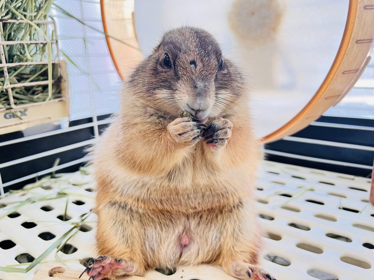 最新画像☆激レア❤天邪鬼なプレーリードッグ♡ プレーリードッグ