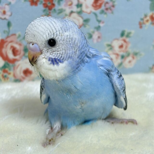 セキセイインコ ブルーオパーリン ️🩵🫐 セキセイインコ
