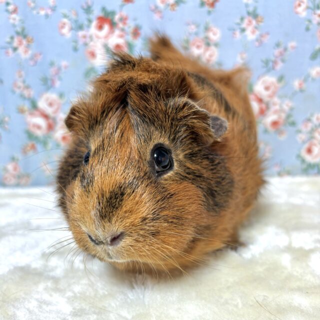 アビシニアンモルモット 女の子 茶×黒 🌰🖤❁。.*・゚ アビシニアンモルモット