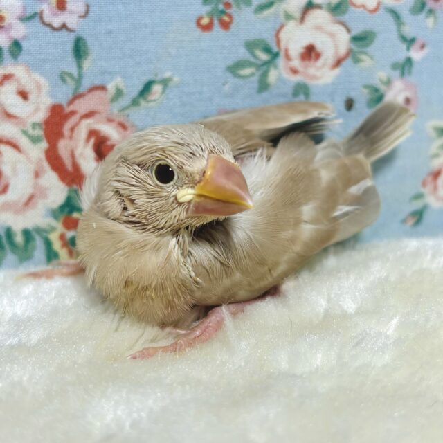 シナモン文鳥