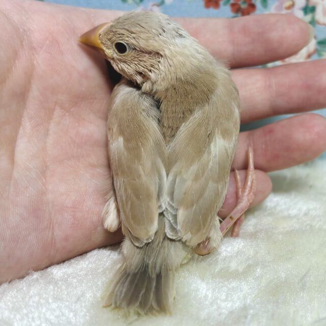 シナモン文鳥