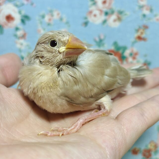 シナモン文鳥
