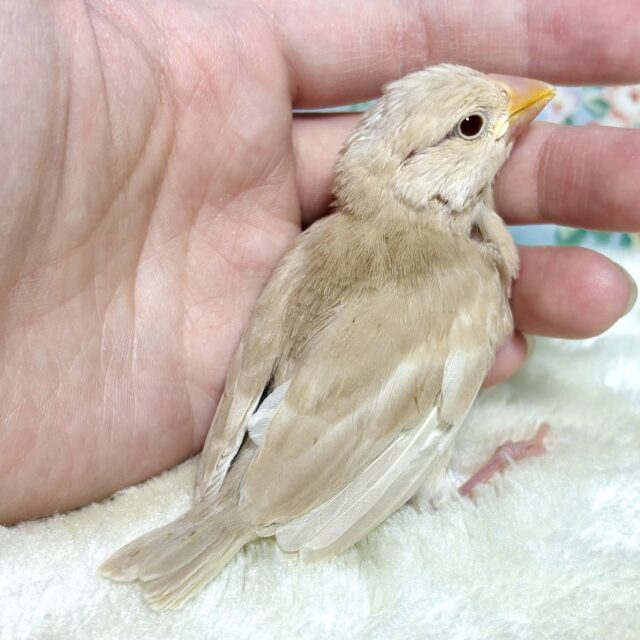 シナモン文鳥
