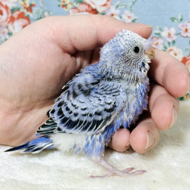 セキセイインコ バイオレットオパーリン 💜✿𓈒𓏸 セキセイインコ バイオレットオパーリン 💜✿𓈒𓏸