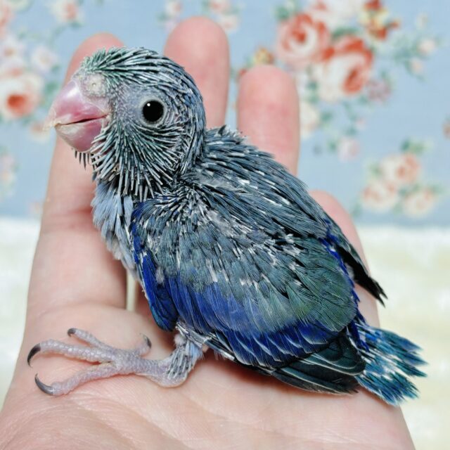 マメルリハ ターコイズコバルトバイオレット 男の子 🦋💙💜 マメルリハ