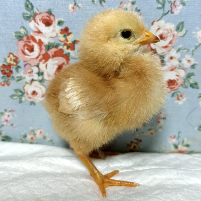 ボリスブラウン