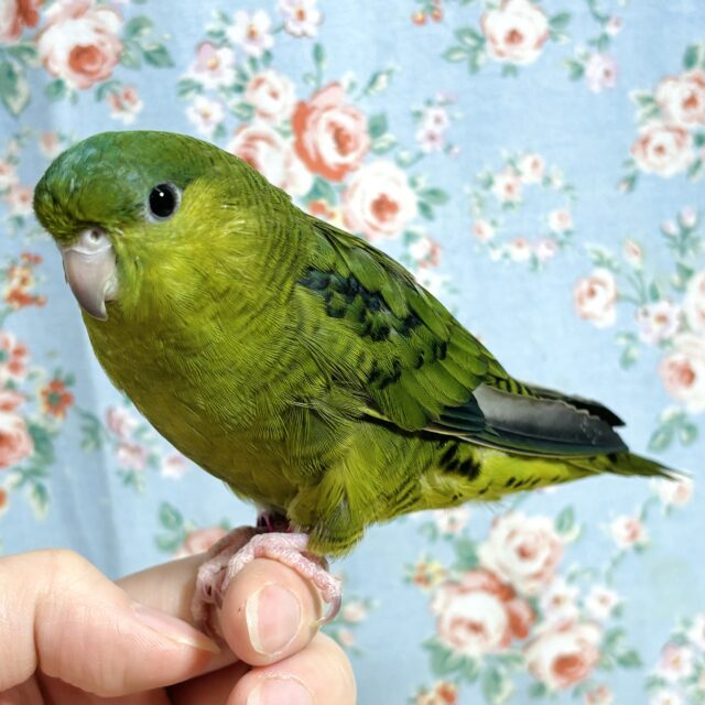 サザナミインコ