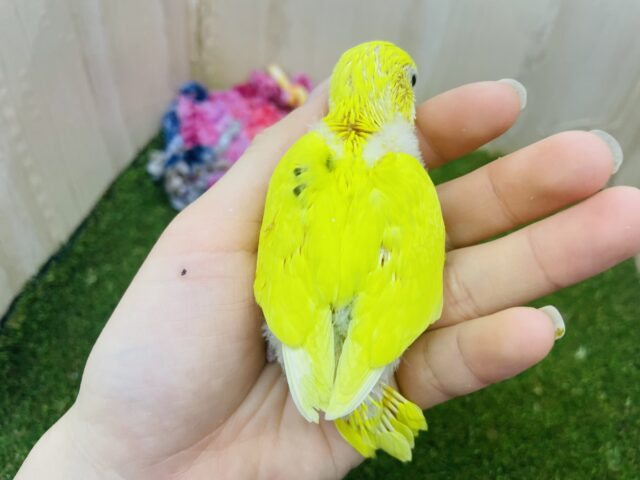 セキセイインコ